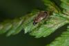 Bryocoris pteridis